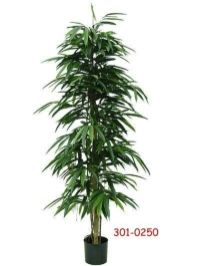 salg af Longifolie 190cm p� lager igen sidst april