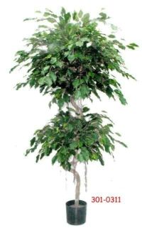 salg af Ficus exotica spiral 160 cm.