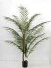 salg af Palme ph�nix 180 cm.