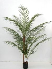 salg af Palme ph�nix 180 cm.