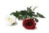 salg af Rose r�d 72cm