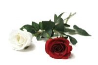 salg af Rose r�d 72cm