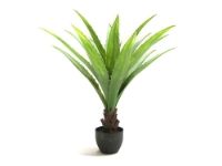 salg af Dracena 70 cm.