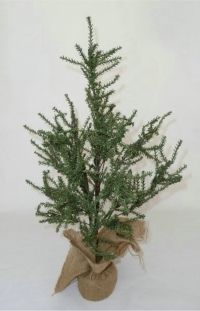 salg af Pine 150
