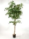 salg af Birketr� 180 cm.