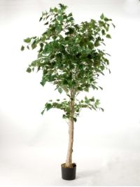 salg af Birketr� 210 cm.