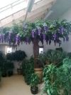 salg af Wisteria bl� �400 cm. h�jde 300 cm.