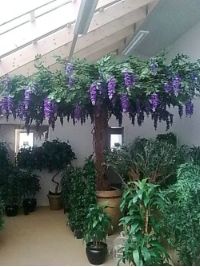 salg af Wisteria bl� �400 cm. h�jde 300 cm.