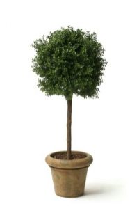 salg af Buksbom kugle 130 cm.