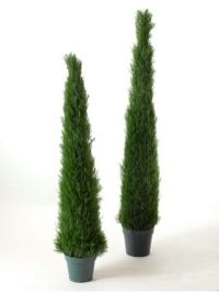 salg af Cedar cone 120