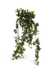 salg af Efeu busk 347 blade