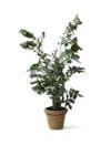 salg af Palme fistail 210 cm.