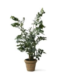 salg af Palme fistail 210 cm.