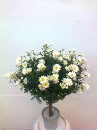 salg af Margurit 75 cm.