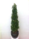 salg af Golden tower 130 cm. uden skjuler