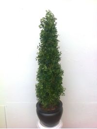 salg af golden tower 100 cm. uden skjuler