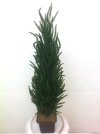 salg af Norfolk pine tr� 60 cm. med potte