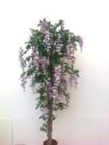 Wisteria bl�