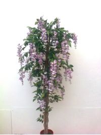 salg af Wisteria bl�