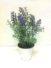 salg af Lavendel med potte