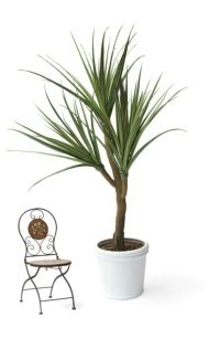 salg af Agave 270 cm.