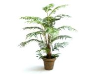 salg af Palme ph�nix 180 cm. uden krukke