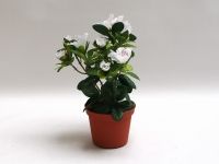 salg af Azalea hvid