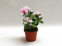 salg af Azalea hvid/pink