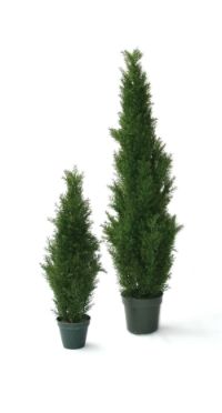salg af Cedartr� 60 cm.