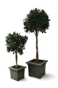 salg af Laurb�r opstammet 100 cm.