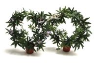 salg af Passionsblomst 40 cm. hvid