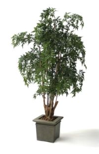 salg af Ming aralie 190 cm.