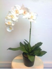 salg af Orkide hvid 60 cm. med sort krukke