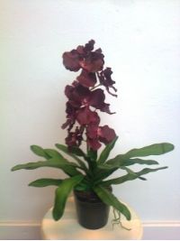 salg af Orkide 60 cm. bordeux med sort krukke