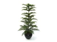 salg af norfolk pine 120