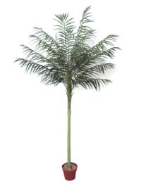 salg af Palme 170 cm. 