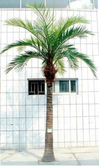 salg af Palme 500 cm.