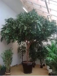 salg af Parasoltr� 400 cm.