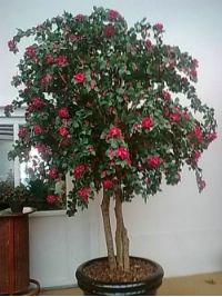 salg af Bougainvillea r�d 300 cm.