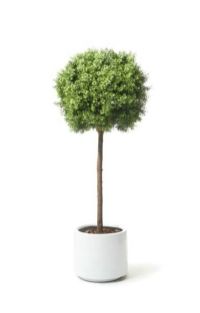 salg af Tea leaf 130