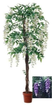 salg af Wisteria hvid 180 cm.
