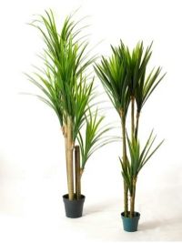 salg af Yucca 180cm