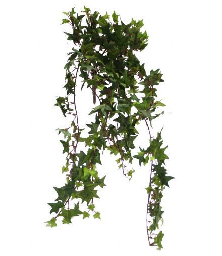 salg af Efeu busk, småbladet - L60 cm.