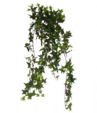 salg af Efeu busk, småbladet - L60 cm.