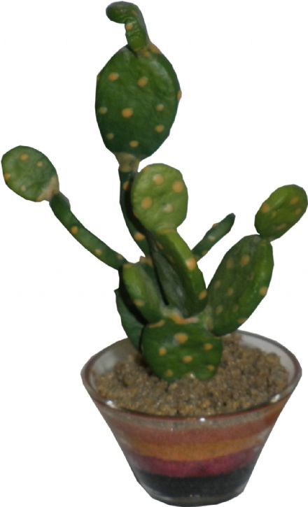 salg af Kaktus 16cm