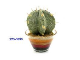 salg af Kaktus 10cm