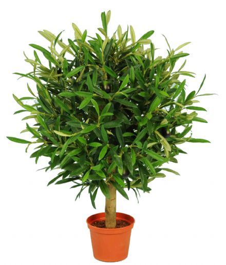 salg af Oliventræ, H47 cm. - Kunstige planter