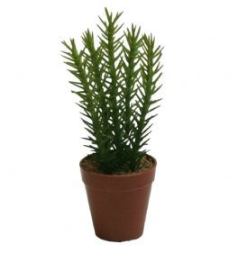 salg af Sukkulent, 18 cm. - kunstige planter