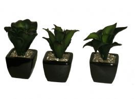 salg af Sukkulenter, 13 cm. - kunstige planter