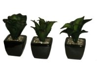salg af Sukkulenter, 13 cm. - kunstige planter